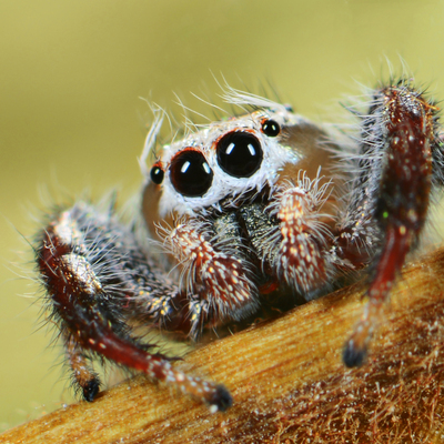 trapiantodipelo